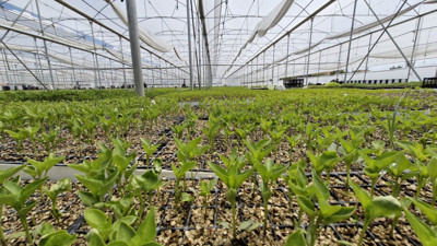 Tarımda kesintisiz üretim: Kurduğu serada 5 milyon fide üretiyor