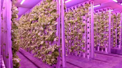 Ordu da dikey tarım dönemi!