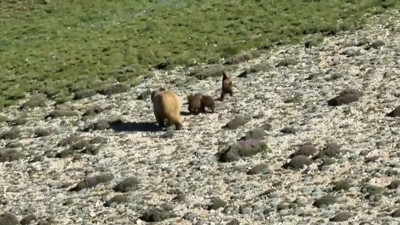 Erzincan’da anne ayı ve yavruları görüntülendi