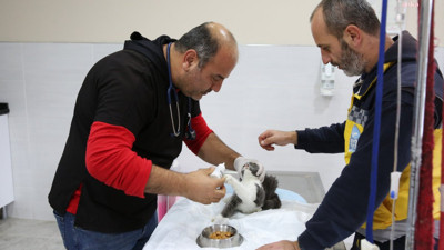 Eyüpsultan Belediyesi'nden sessiz dostlara destek