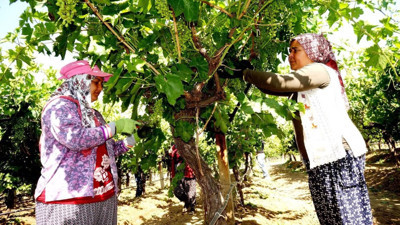 Sarıgöl’de üzüm üreticileri hasada hazırlanıyor