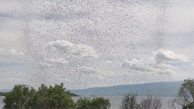 23 bin nüfuslu ilçenin kabusu oldular. Akşam ortaya çıkıyorlar ışığa son sürat gidiyor
