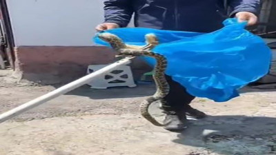 Ankara’da aracın altına giren yılan çıkarıldı