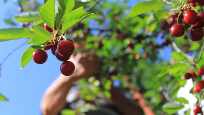 Zirai don meyveyi vurdu! Tarım işçisi ortada kaldı