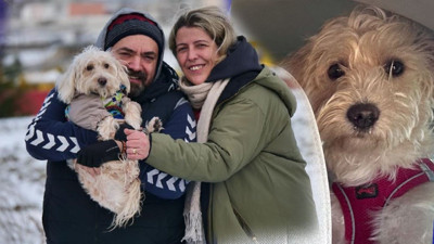 Tarçın ölü bulundu: Bayram tatilleri kabusa döndü! Hayvan otelinde ihmal iddiası