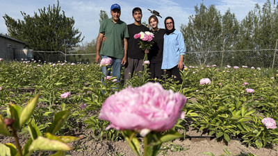 Kadın üretici yetiştirdiği şakayık bitkisinin hasadına başladı