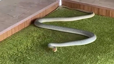 Kastamonu'da camiye giren yılan güçlükle çıkartıldı