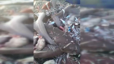 Mersinli balıkçıların ağına takıldı: “Bunlar Adamı Yer!” diyerek şoke oldular! Tam 8 köpekbalığı