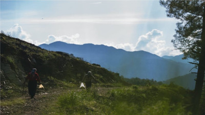 Dağlardan elleriyle tek tek topluyorlar: Pazarda kilosu 4 bin liradan satılıyor