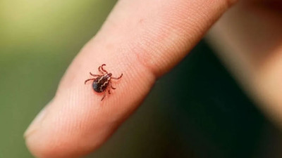 Aman dikkat! Kene ısırığı hafife alınmamalı