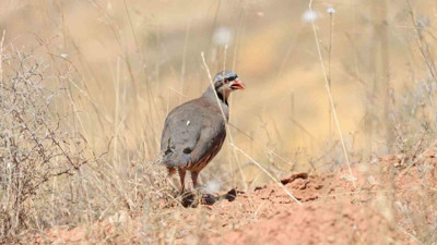 Keneye karşı doğaya keklik salma faaliyetleri!
