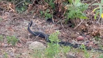 Yılanların dansı kamerada