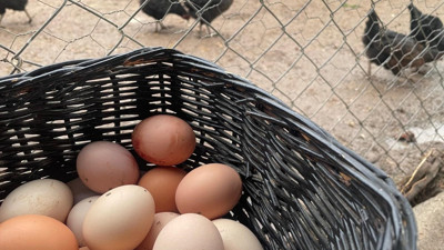 6 ayda üretilen yumurta miktarı belli oldu!