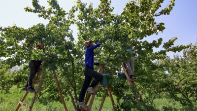 Kalbi makine gibi çalıştırıyor kansere geçit vermiyor. Eczanenin yolunu unutacaksınız. Kilosu 100, kurutulmuşu bin TL