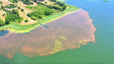 Arnavutköy’ün gizli cenneti: Terkos Gölü’nde İlkbaharın renk şöleni! Pembe ve yeşilin dansı