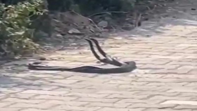 20 bin nüfuslu ilçeyi önce keneler şimdi yılanlar bastı. 2 kişi öldü