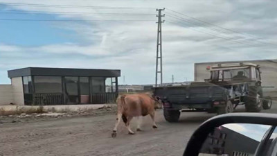 Samsun’da ineğe eziyet! Tepkiler çığ gibi büyüdü