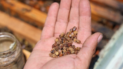 Önceden çöpe atılıyordu şimdi kilosu 3 bin TL'den satılıyor. 1 çay kaşığı 1 kilo ete eşdeğer