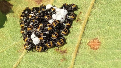 Samuray arısı, kahverengi kokarcaya karşı