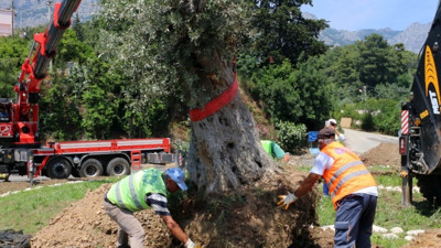 Zeytin taşımada kim neyi savunuyor?