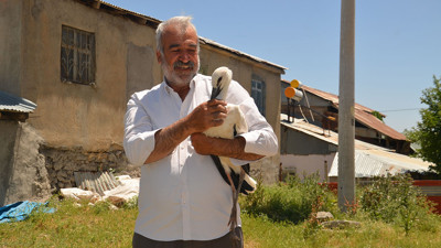 Yuvadan düşen leylek yavrusu tedaviye alındı