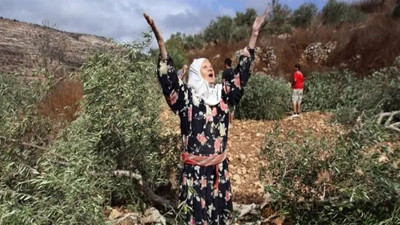 Zeytinliklere kıymayın efendiler! Yılmaz Özdil çıkan yasayı idam fermanına benzetti