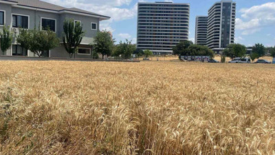 Gökdelenler arasında buğday tarlası: Çiftçinin sessiz isyanı