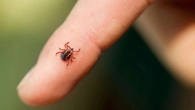 Keneden korunmanın mucize formülü! Uzmanlar anlattı