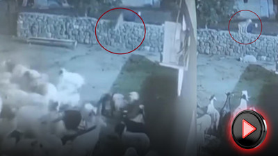 Koyunun akıl dolu hamlesi kurdu yendi! Ağılda nefes kesen anlar