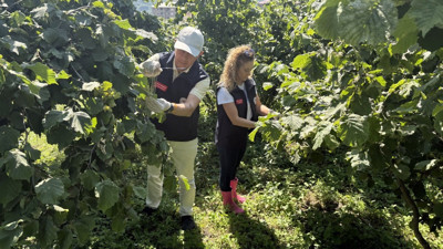Giresun’da Kahverengi Kokarca ile biyolojik mücadele!