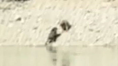 Serinleyen ayılar birbirine girdi