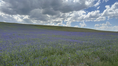 Diyadin’in zirvelerinde ‘Peygamber Çiçekleri’nin büyüleyen manzarası! Mavi ve morun dansı