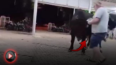 İspanya değil Türkiye! Boğa güreşinde faciaya ramak kaldı!