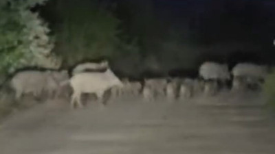 Domuz sürüsü yola indi