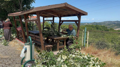 Ihlamur ağaçlarında hasat başladı