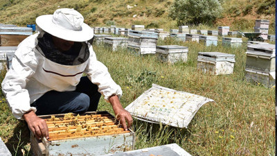 Bal üretimi alarm veriyor! Arı üreticileri şok oldu