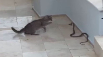 Yılanla kedi kapıştı. Kıyamet koptu
