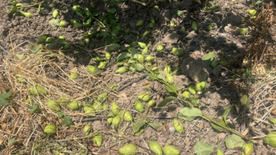 Meyveleri koparıp yere atıyorlar günde 1200 TL kazanıyorlar. İşi olmayan akın ediyor