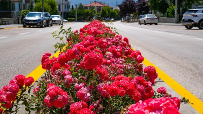 Bolu gül bahçesine çevrildi