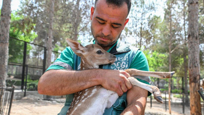 Tarsus Doğa Parkı'nda hayvan popülasyonu