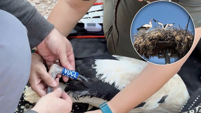 Uydudan takip edilecek! Yaren’in yavrularının yolculuğu başlıyor