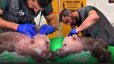 Bitkin halde bulunan yavru bozayı tedavi altına alındı