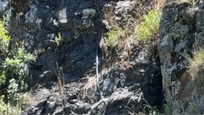 Sansar dev yılanı avladı