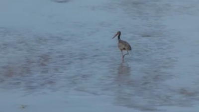 Kızılırmak’ın nadir misafir