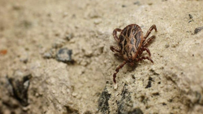 Korkulu bela can almaya devam ediyor!