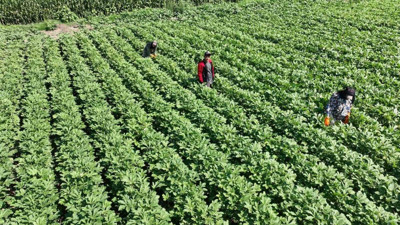Bamya üretim merkezinde hasat zamanı