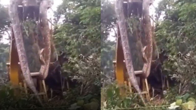 İnsan yiyen dev anakonda şehre indi. Evlere doğru ilerledi. Yavrusu tekrar gündeme getirdi