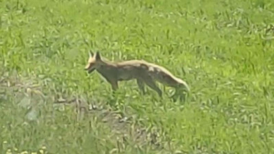 Kızıl tilkinin fare avı