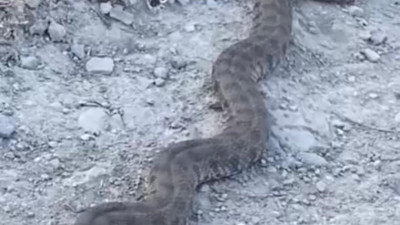 Devasa yılan korku yarattı!