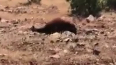 Vicdansızlar! Yılkı atlarını tüfekle öldürdü